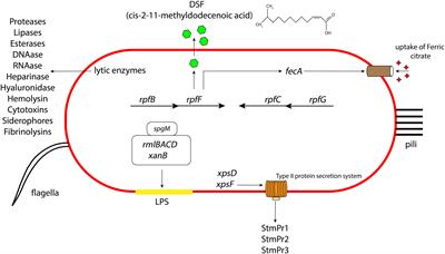 A guide to Stenotrophomonas maltophilia virulence capabilities, as we currently understand them